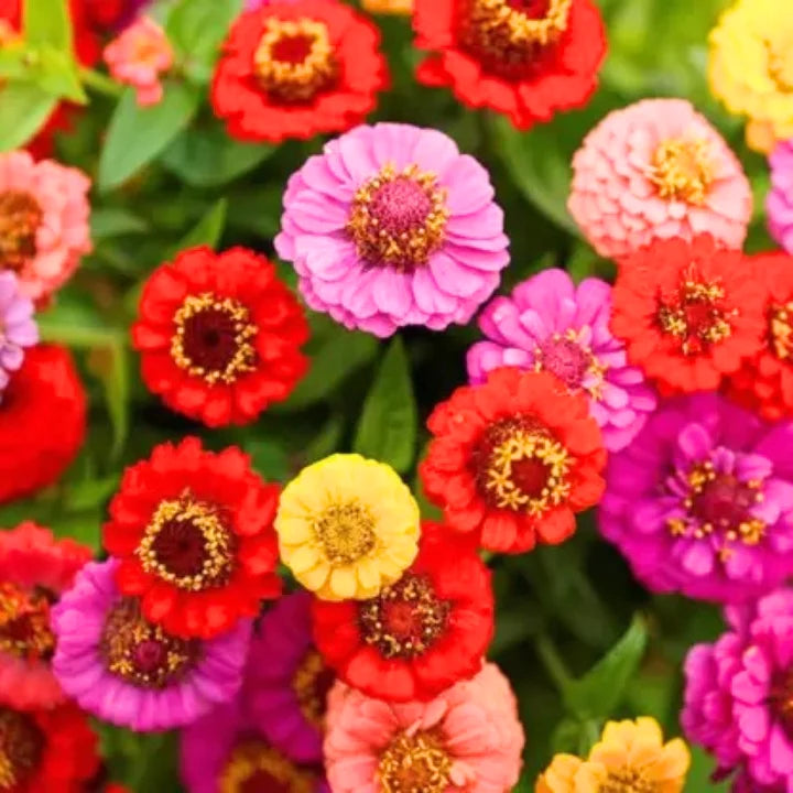 Gardening Zone High Quality Zinnia Lilliput Mix 20 Seeds