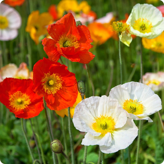 Gardening Zone High Quality Iceland Poppy Mix 200 Seeds