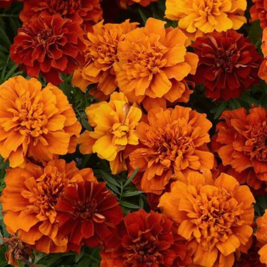 Gardening Zone High Quality   Golden Glow French Marigold Mix - Imported Seeds" 20 Seeds