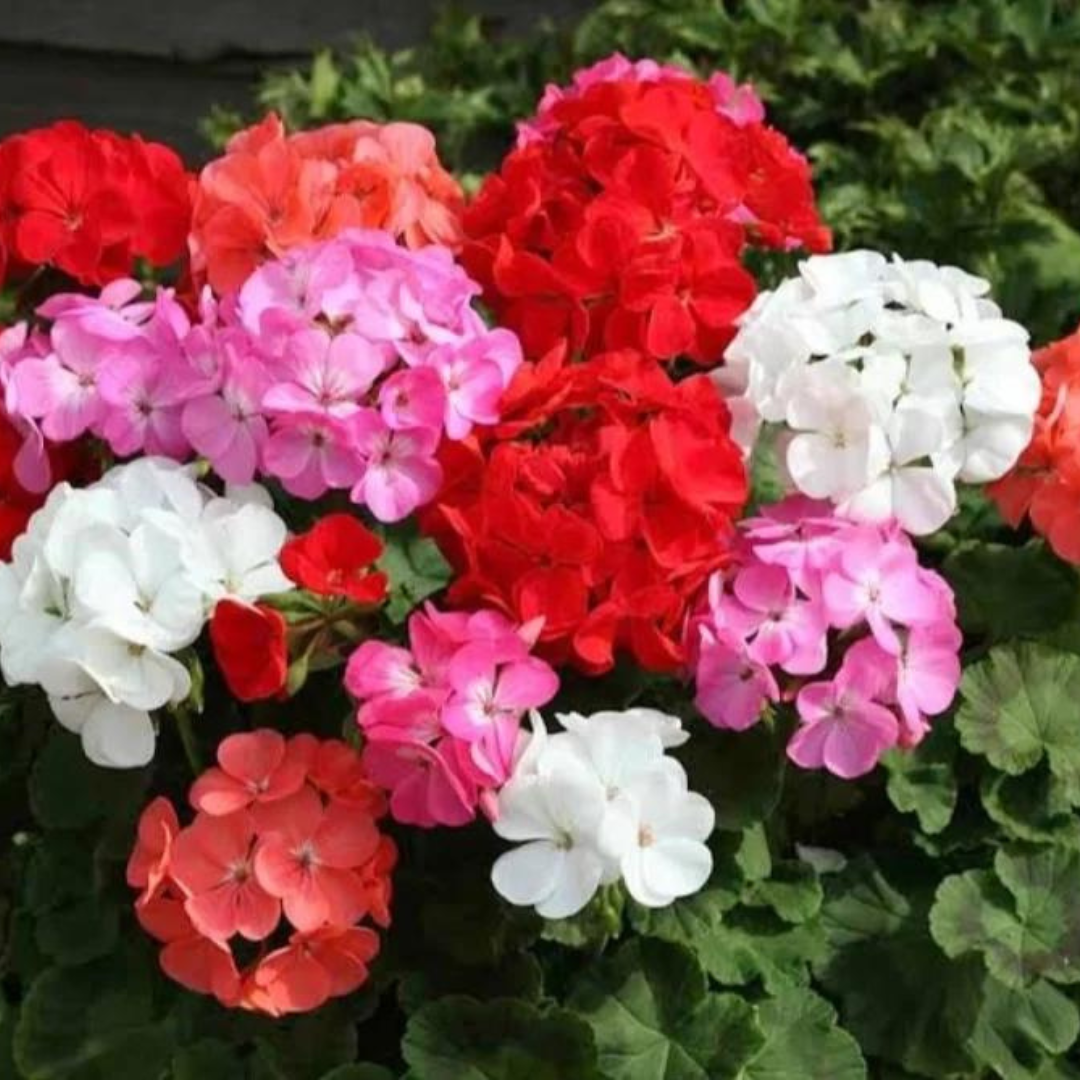 Geranium Mix Gardening Zone High Quality F1 Geranium Mix - Imported Seeds - 10 Seed