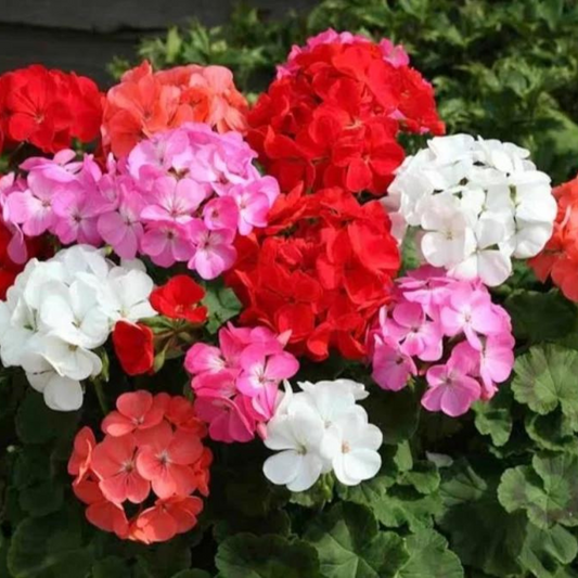 Gardening Zone High Quality  F1 Geranium Mix - Imported Seeds - 10 Seeds"