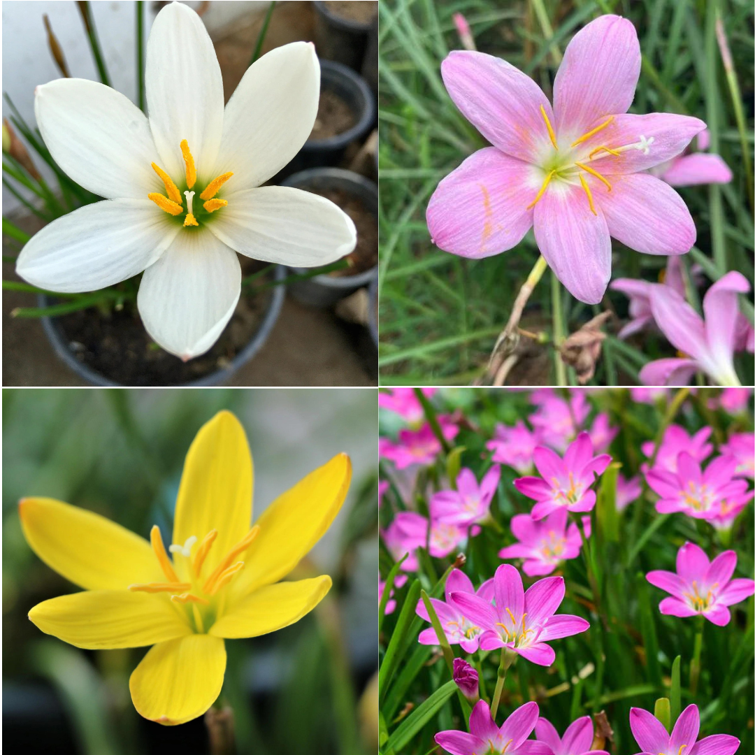 Gardening Zone High Quality Fresh Rain Lily Mix Bulb Pack of 10