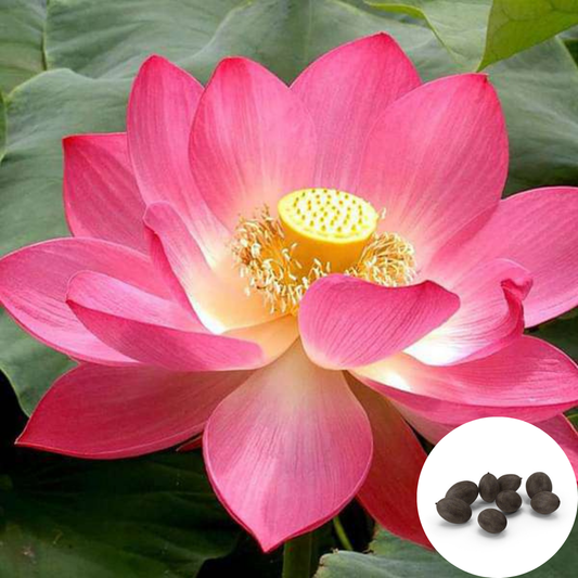 Gardening Zone Lotus Seeds – Pack of 10 for Stunning Water Blooms! 🪷✨