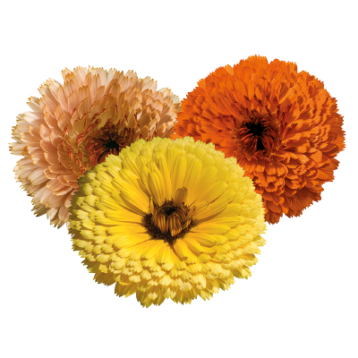 Gardening Zone High Quality Calendula Touch of Red Mix 20 Seeds