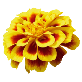 Gardening Zone High Quality Imported Marigold French Mix 20 Seeds