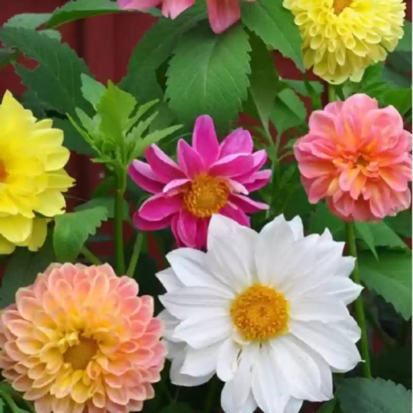 Gardening Zone High Quality Dahlia variabilis Figaro Type 20 Seeds