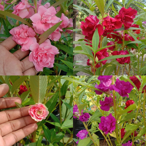 Gardening Zone High Quality Balsam mix petal  Mix Color 15 Seeds