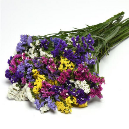 Gardening Zone High Quality Limonium Mix 20 Imported Seeds