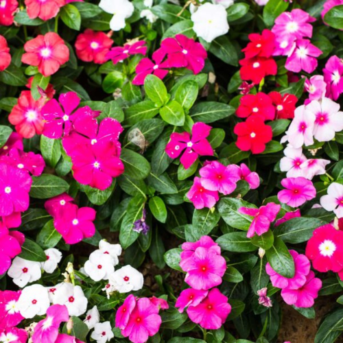 Gardening Zone High Quality Vinca Mix Color 20 Seeds