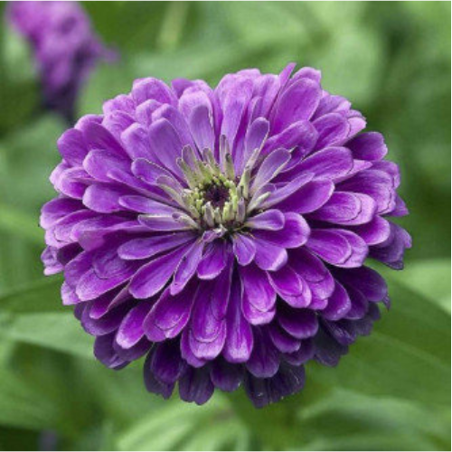 Gardening Zone High Quality Zinnia Dahlia Purple 20 Seeds