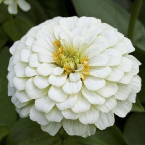 Gardening Zone High Quality Zinnia Dahlia White 20 Seeds