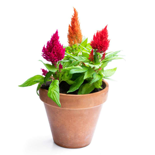 Gardening Zone High Quality Celosia Plumosa Mix 20 Seeds