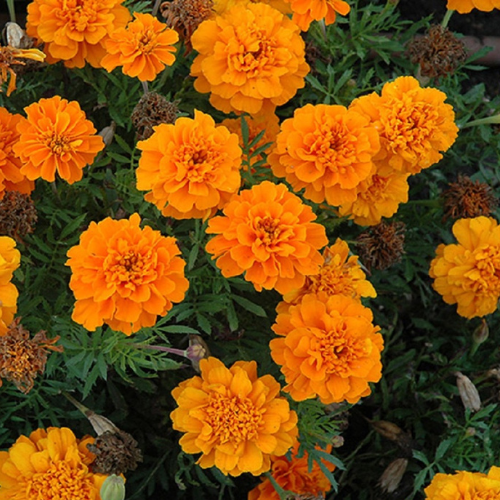 Gardening Zone High Quality  marigold-french-orange-20-seeds