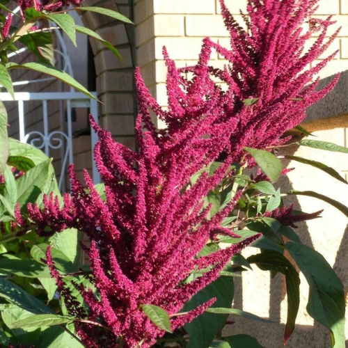 Gardening Zone High Quality Amaranthus Love Lies 20 Seeds