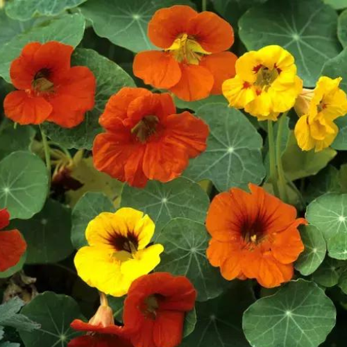 Gardening Zone High Quality  nasturtium-africa-mix-15-seeds