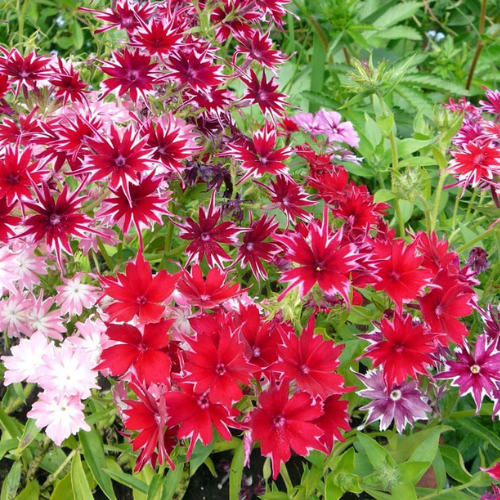 Gardening Zone High Quality Phlox Twinkle Dwarf Mix 20 Seeds