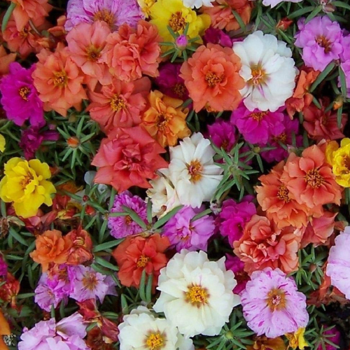 Gardening Zone High Quality  portulaca-grandiflora-mix-200-s