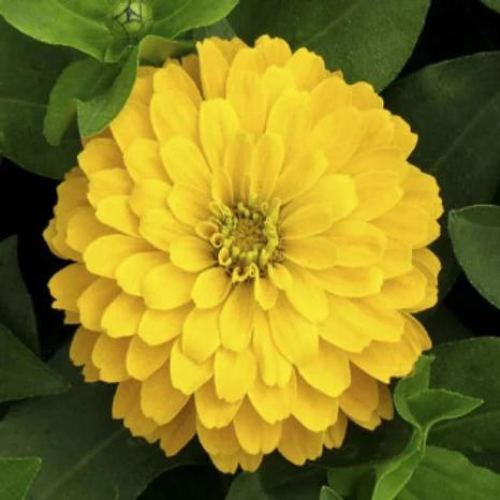 Gardening Zone High Quality Zinnia Dahlia Yellow 20 Seeds