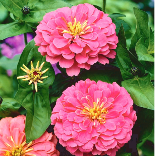 Gardening Zone High Quality Zinnia Pink 20 Seeds