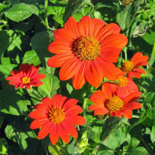 Gardening Zone High Quality Tithonia 20 Seeds