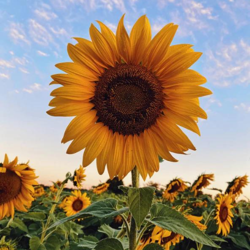 Gardening Zone High Quality SunFlower F1 Tall 10 Seeds