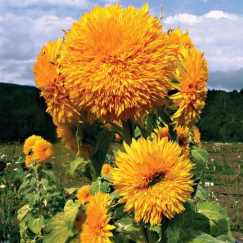 Gardening Zone High Quality Sunflower Sungold Tall 10 Seeds