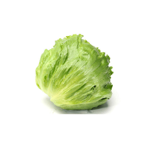 Gardening Zone High Quality Lettuce Iceberg 20 Seeds