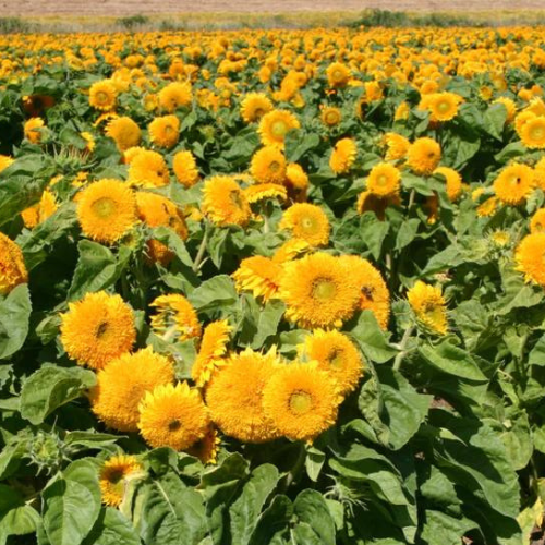 Gardening Zone High Quality Sunflower Sungold Dwarf 10 Seeds