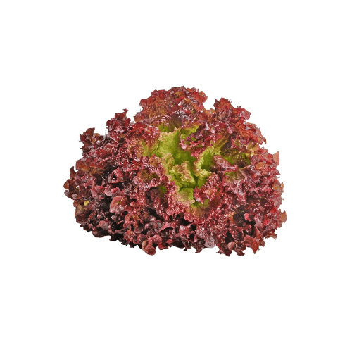 Gardening Zone High Quality Lettuce Rollo Rosso 20 Seeds