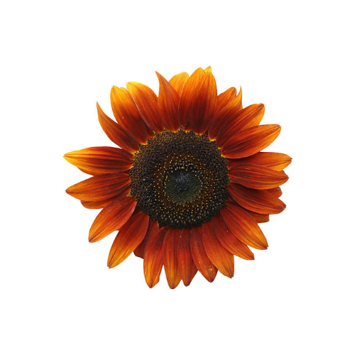 Gardening Zone High Quality Sunflower Red & Brown 10 Seeds