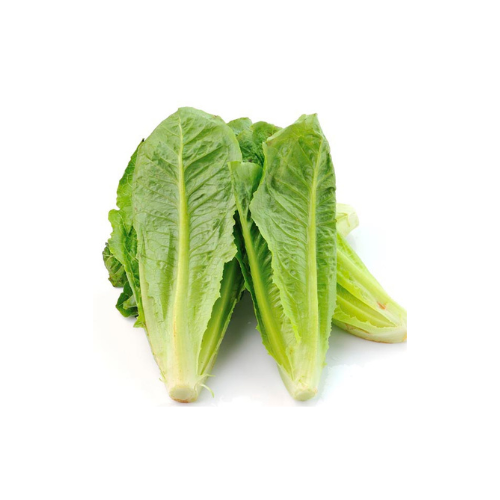 Gardening Zone High Quality Romaine Lettuce Romaine 20 Seeds