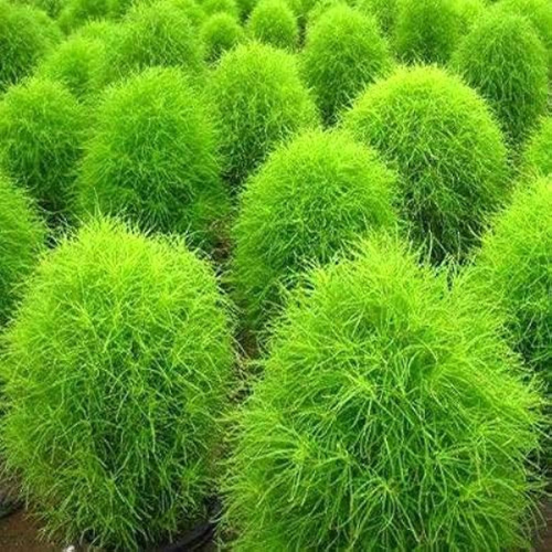 Gardening Zone High Quality KochiaFire Bush 20 Seeds