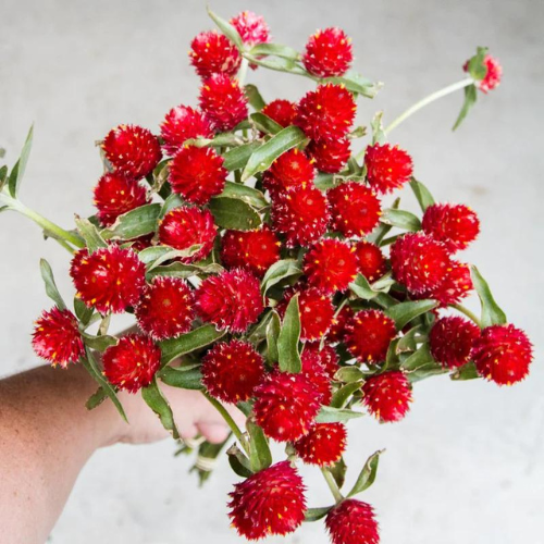 Gardening Zone High Quality Gomphrena Strawberry 20 Seeds