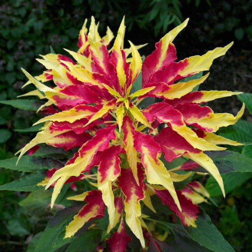 Gardening Zone Quality Amaranthus Tricolour 20 Seeds