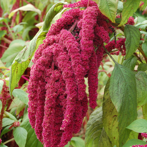 Gardening Zone High Quality Amaranthus Pygmy Torch 20 Seeds