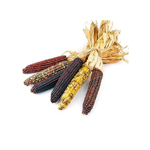 Gardening Zone High Quality Ornamental Corn 15 Seeds