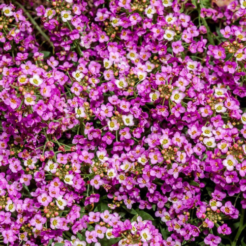 Gardening Zone High Quality Alyssum Pink 20 Seeds