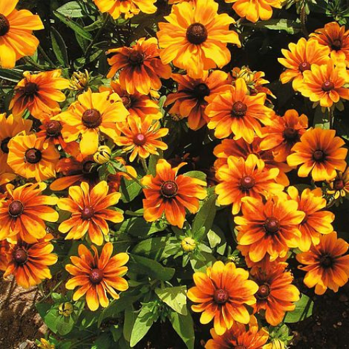 Gardening Zone High Quality Rudbeckia Rustic Dwarf 20 Seeds