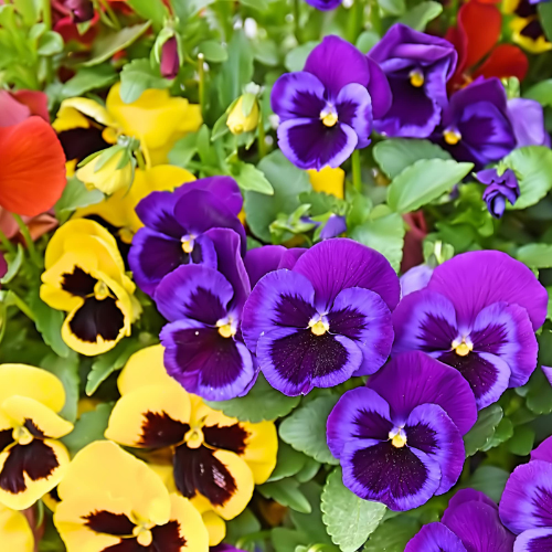 Gardening Zone High Quality Pansy F1 Delta Fire Mix 20 Seeds