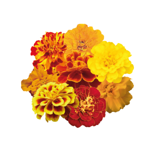 Gardening Zone High Quality Imported Marigold French Mix 20 Seeds