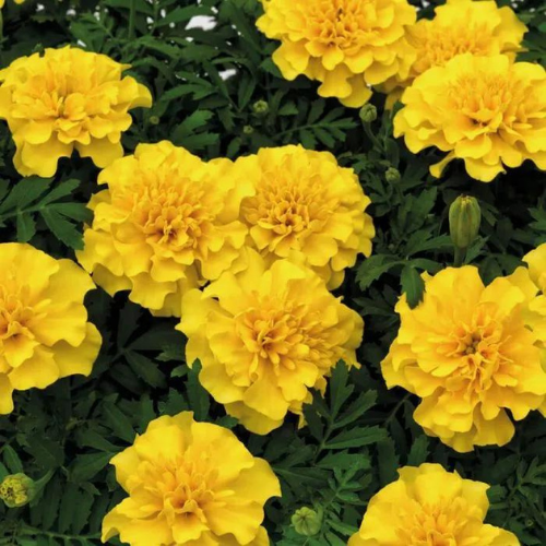 Gardening Zone High Quality  marigold-french-yellow-20-seeds