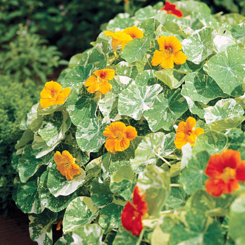 Gardening Zone High Quality Nasturtium-variegated-mix-15-seeds