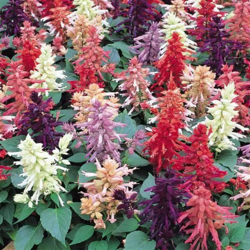 Gardening Zone High Quality Salvia Splendens Mix 20 Seeds