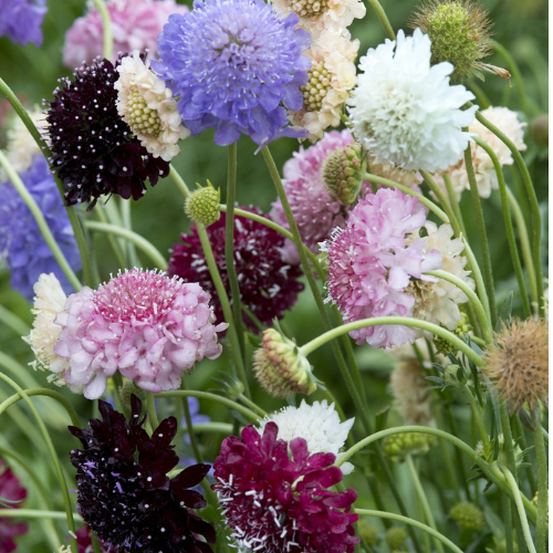 Gardening Zone High Quality Scabiosa Tall Double Mix 20 Seeds