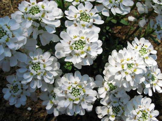 Gardening Zone High Quality Candytuft white-20 seeds