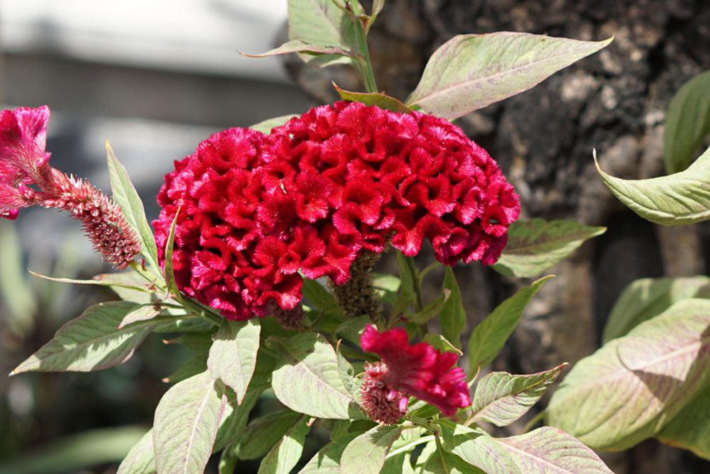 Gardening Zone High Quality Celosia Cockscomb 20 Seeds