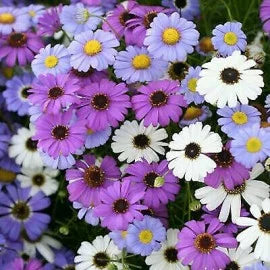 Gardening Zone High Quality brachyscome-mix-20-seeds