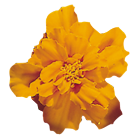 Gardening Zone High Quality Imported Marigold French Mix 20 Seeds