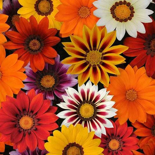 Gardening Zone High Quality  Sunburst F1 Gazania Mix - 10 Imported Seeds"