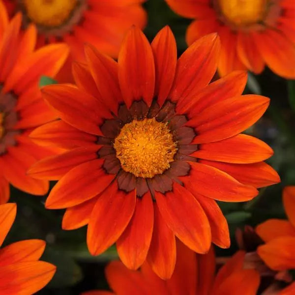 Gardening Zone High Quality  Sunburst F1 Gazania Mix - 10 Imported Seeds"